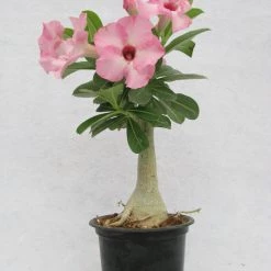CGASPL Adenium Baby Pink Flower Plant Plants