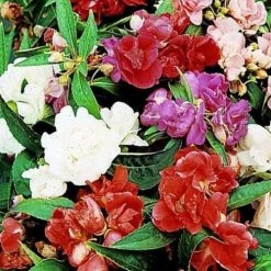 CGASPL Balsam Tom Thumb Mix Flower Seeds Imported Flower Seeds