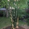 CGASPL Bambusa Bambos Seeds - 1 Kg