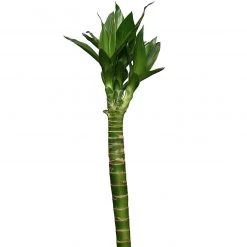 CGASPL Lotus Bamboo Live Plants 50 Cm (12 Sticks) 14 CGASPL Lotus Bamboo Live Plants 50 Cm (12 Sticks)