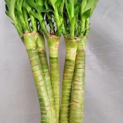 CGASPL Lotus Bamboo Live Plants 30 Cm (24 Sticks) Lucky Bamboos