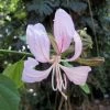 CGASPL Bauhinia Malabarica Seeds - 1 Kg Trees Of India
