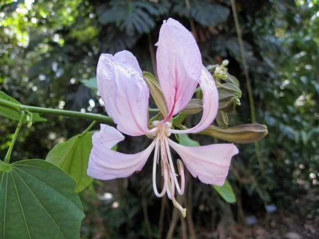 CGASPL Bauhinia Malabarica Seeds - 1 Kg Trees Of India 3 CGASPL Bauhinia Malabarica Seeds - 1 Kg Trees Of India