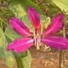 CGASPL Bauhinia Purpurea (Qg) Seeds-1 Kg