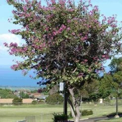 CGASPL Bauhinia Purpurea (Qg) Seeds-1 Kg