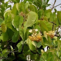 CGASPL Bauhinia Vahlii (Qg) Seeds-1 Kg Trees Of India