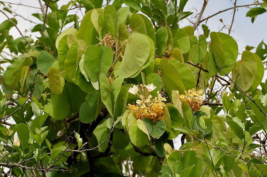 CGASPL Bauhinia Vahlii (Qg) Seeds-1 Kg Trees Of India 3 CGASPL Bauhinia Vahlii (Qg) Seeds-1 Kg Trees Of India