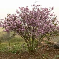 CGASPL Bauhinia Variegata Seeds-1 Kg Trees Of India