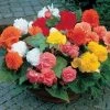 CGASPL Begonia Tuberhybrida Nonstop Mix Flower Seeds