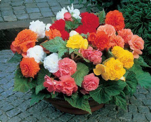 CGASPL Begonia Tuberhybrida Nonstop Mix Flower Seeds 3 CGASPL Begonia Tuberhybrida Nonstop Mix Flower Seeds