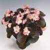 CGASPL Imported Flower Seeds Begonia Semperflorens Nightlife Blush Flower Seeds 1 CGASPL Imported Flower Seeds Begonia Semperflorens Nightlife Blush Flower Seeds