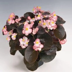 CGASPL Imported Flower Seeds Begonia Semperflorens Nightlife Blush Flower Seeds