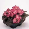 CGASPL Begonia Semperflorens Nightlife Deep Rose Flower Seeds
