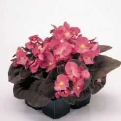 CGASPL Begonia Semperflorens Nightlife Deep Rose Flower Seeds