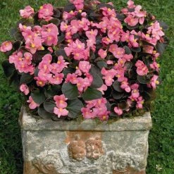 CGASPL Begonia Semperflorens Nightlife Deep Rose Flower Seeds