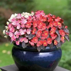 CGASPL Begonia Tuberhybrida Nonstop Mix Flower Seeds
