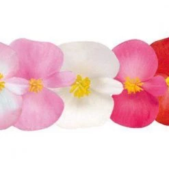 CGASPL Imported Flower Seeds Begonia Semperflorens Nightlife Mix Flower Seeds