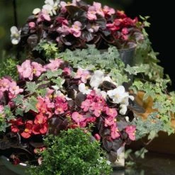 CGASPL Begonia Tuberhybrida Nonstop Mix Flower Seeds 9 CGASPL Begonia Tuberhybrida Nonstop Mix Flower Seeds