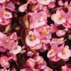 CGASPL Imported Flower Seeds Begonia Semperflorens Nightlife Pink Flower Seeds