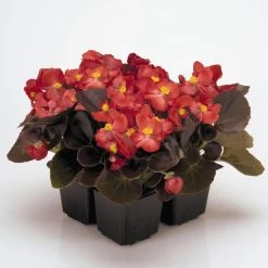 CGASPL Begonia Semperflorens Nightlife Red Flower Seeds