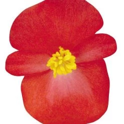 CGASPL Begonia Semperflorens Nightlife Red Flower Seeds