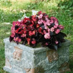 CGASPL Imported Flower Seeds Begonia Semperflorens Nightlife Mix Flower Seeds