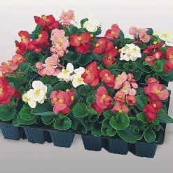 CGASPL Imported Flower Seeds Begonia Semperflorens Super Olympia Mix Flower Seeds