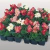 CGASPL Begonia Semperflorens Super Olympia Mix Flower Seeds