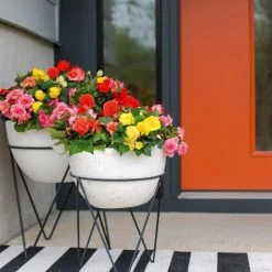 CGASPL Begonia Tuberhybrida Nonstop Mix Flower Seeds