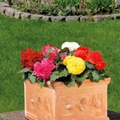 CGASPL Begonia Tuberhybrida Nonstop Mix Flower Seeds