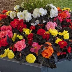 CGASPL Imported Flower Seeds Begonia Tuberhybrida Nonstop Mocca Mix Flower Seeds