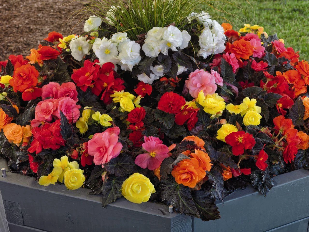 CGASPL Begonia Tuberhybrida Nonstop Mocca Mix Flower Seeds 4 CGASPL Begonia Tuberhybrida Nonstop Mocca Mix Flower Seeds