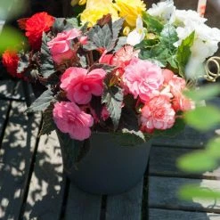 CGASPL Begonia Tuberhybrida Nonstop Mocca Mix Flower Seeds 8 CGASPL Begonia Tuberhybrida Nonstop Mocca Mix Flower Seeds