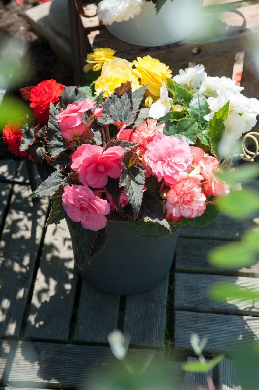 CGASPL Begonia Tuberhybrida Nonstop Mocca Mix Flower Seeds 5 CGASPL Begonia Tuberhybrida Nonstop Mocca Mix Flower Seeds