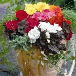 CGASPL Imported Flower Seeds Begonia Tuberhybrida Nonstop Mocca Mix Flower Seeds