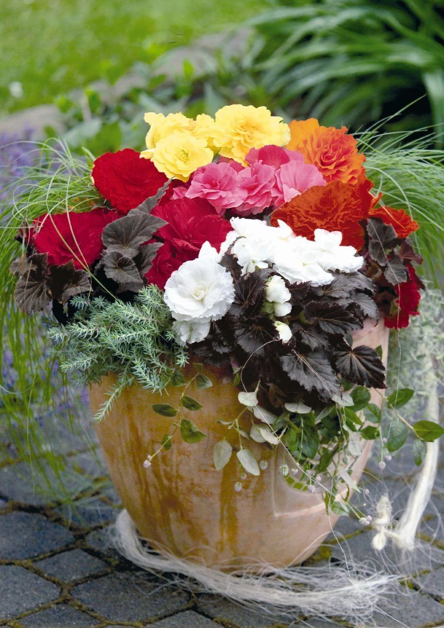 CGASPL Begonia Tuberhybrida Nonstop Mocca Mix Flower Seeds 6 CGASPL Begonia Tuberhybrida Nonstop Mocca Mix Flower Seeds