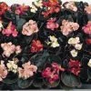 CGASPL Begonia Semperflorens Cocktail Mix Flower Seeds 2 CGASPL Begonia Semperflorens Cocktail Mix Flower Seeds