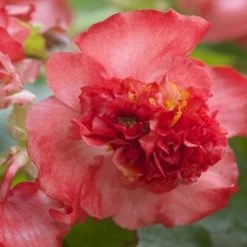 CGASPL Imported Flower Seeds Begonia Semflorens Fiona Red Flower Seeds