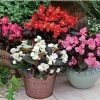 CGASPL Begonia Semperflorens Bada Boom Mix Flower Seeds