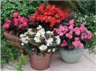 CGASPL Begonia Semperflorens Bada Boom Mix Flower Seeds 3 CGASPL Begonia Semperflorens Bada Boom Mix Flower Seeds