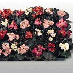 Benary Begonia Semperflorens Cocktail Mix Flower Seeds Imported Flower Seeds