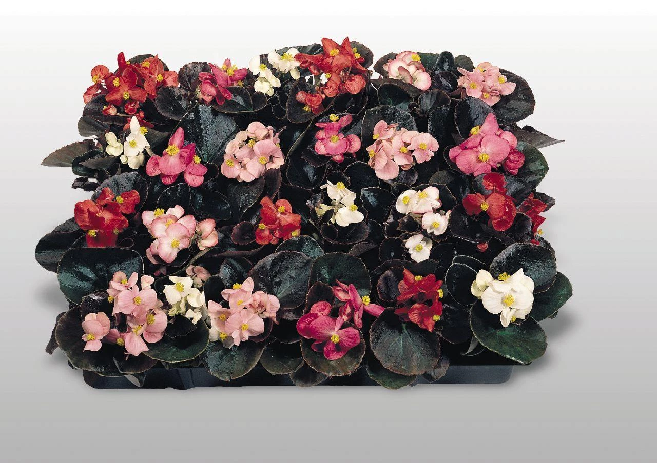 Benary Begonia Semperflorens Cocktail Mix Flower Seeds Imported Flower Seeds 3 Benary Begonia Semperflorens Cocktail Mix Flower Seeds Imported Flower Seeds