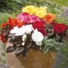 CGASPL Imported Flower Seeds Begonia Tuberhybrida Nonstop Mocca Mix Flower Seeds