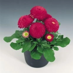 CGASPL Bellis Tasso Deep Rose Flower Seeds