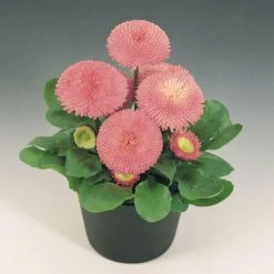 CGASPL Bellis Tasso Pink Flower Seeds