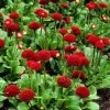 CGASPL Bellis Tasso Red Flower Seeds Imported Flower Seeds 2 CGASPL Bellis Tasso Red Flower Seeds Imported Flower Seeds