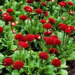 CGASPL Bellis Tasso Red Flower Seeds Imported Flower Seeds