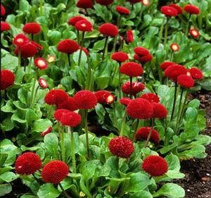 CGASPL Bellis Tasso Red Flower Seeds Imported Flower Seeds 3 CGASPL Bellis Tasso Red Flower Seeds Imported Flower Seeds