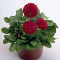 CGASPL Bellis Tasso Red Flower Seeds Imported Flower Seeds
