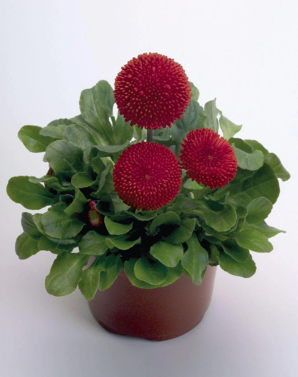 CGASPL Bellis Tasso Red Flower Seeds Imported Flower Seeds 4 CGASPL Bellis Tasso Red Flower Seeds Imported Flower Seeds